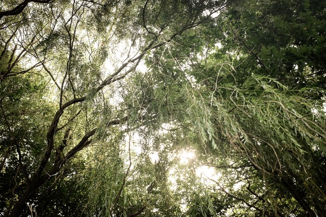 Camp Big Island, Sylvan Lake-6